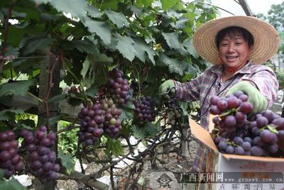 農(nóng)行助力“南方吐魯番”溶江鎮(zhèn)喜獲葡萄大豐收，科技與農(nóng)業(yè)融合共譜鄉(xiāng)村振興新篇